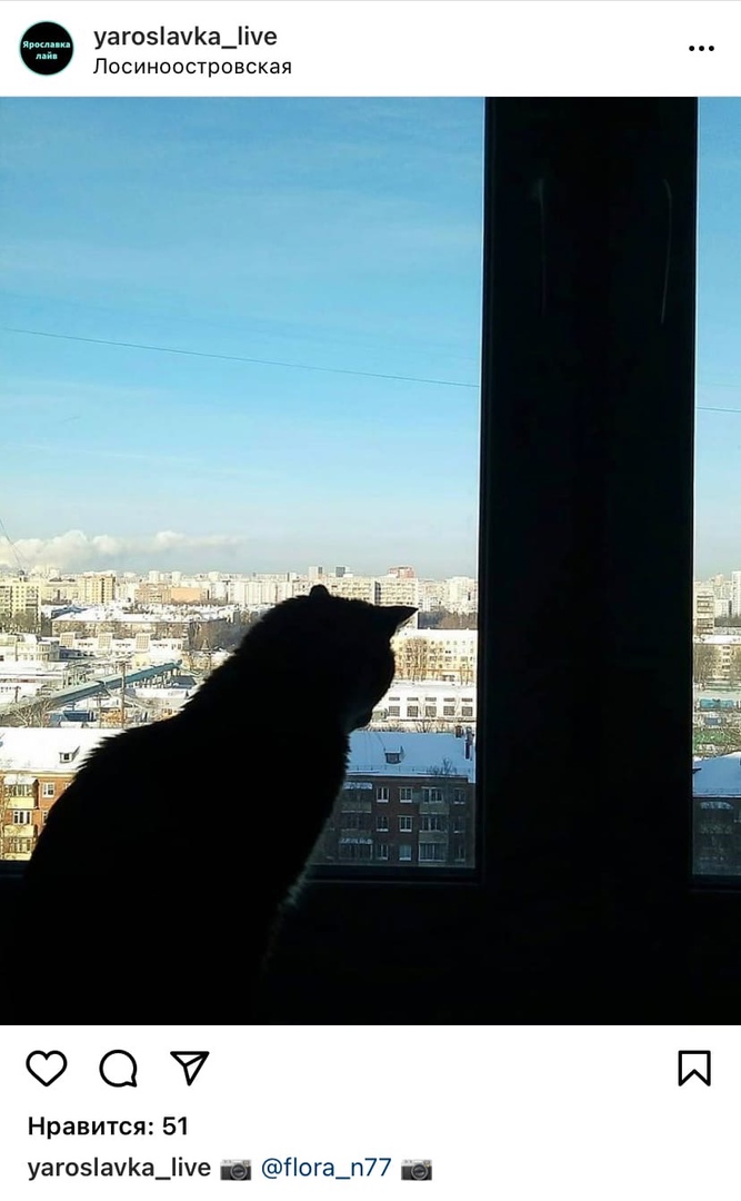 Фото дня: за жизнью Лосиноостровского района наблюдает кот