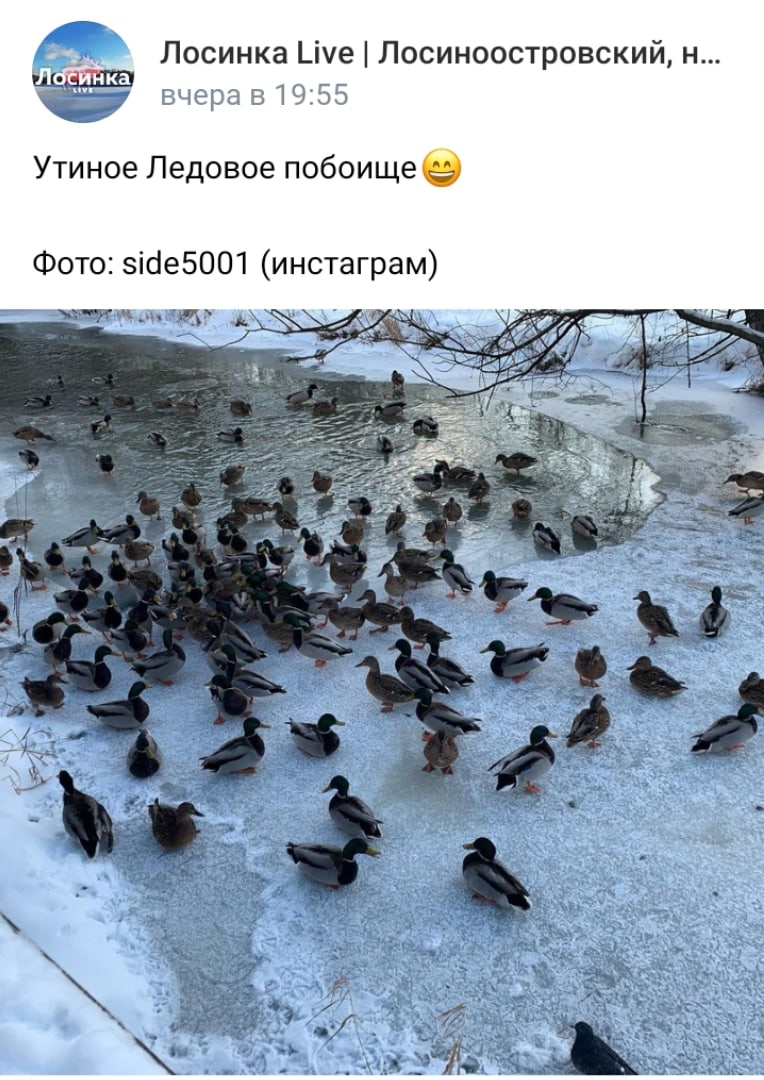 Фото дня: утиное Ледовое побоище на Джамгаровском пруду