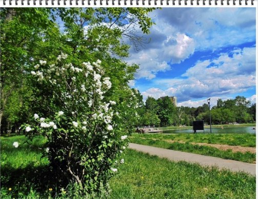 Фото дня: белая сирень на Торфянке